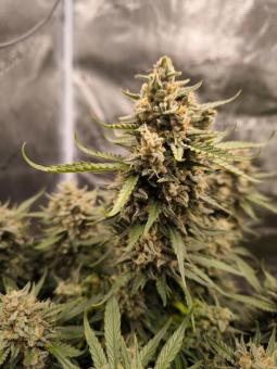 Papaya Cookies Auto - картинка 2
