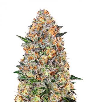 Bubba Kush - картинка 3