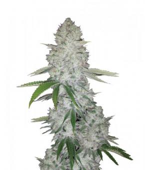 Gorilla Auto (Gorilla Glue Auto) - картинка 1