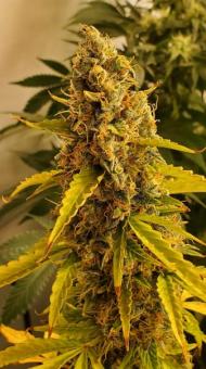 Green Poison XL Auto® - картинка 4
