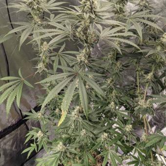 Mendo Breath - картинка 2