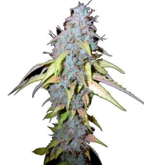 Northern Lights Auto - картинка 5