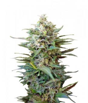 Big Devil XL Auto - картинка 1