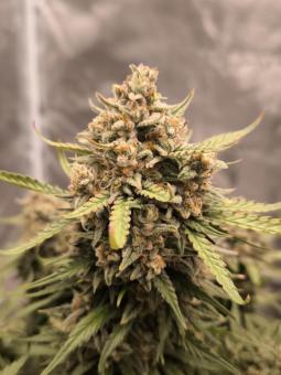 Papaya Cookies Auto - картинка 1