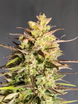 Cinderella Auto - картинка 6