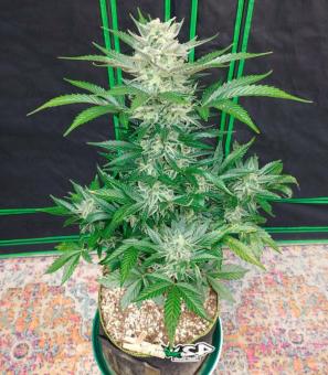 Bruce Banner Auto - картинка 3