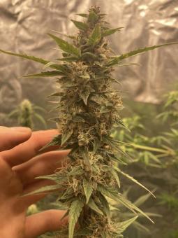 Crystal Meth Auto - картинка 2
