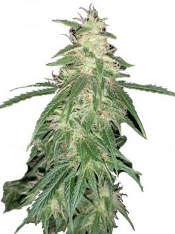 Sweet Mango Auto - картинка 1