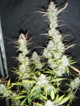 Critical Plus Auto - картинка 4