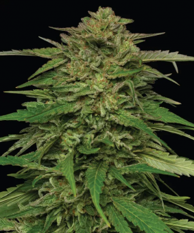 Mango Sherbert Auto - картинка 2