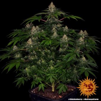 Shiskaberry - картинка 5