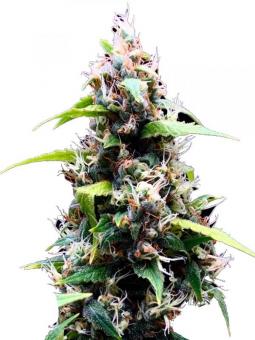 Lemon OG Haze - картинка 6