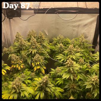 White Widow - картинка 3