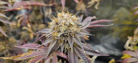 Papaya Sherbet - картинка 3