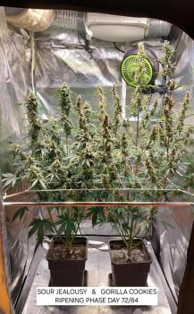 Sour Jealousy Auto