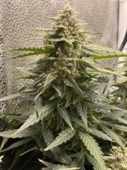 White Widow Auto - картинка 4
