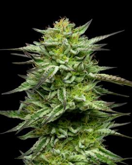 Mountaintop Mint - картинка 1