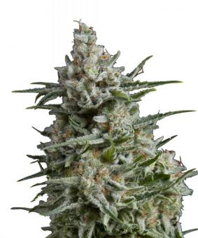 Anesthesia CBD - картинка 1
