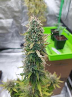 Blueberry Auto - картинка 2