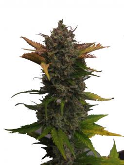 Northern Lights Auto - картинка 8