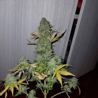 Critical Sensi Star Early Version - картинка 4