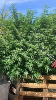 Rucu Cucu OG - картинка 2