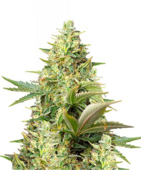 Sweet Pure Auto CBD - картинка 4