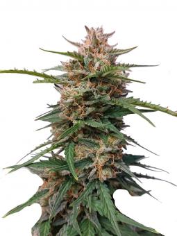 Original Glue Auto - картинка 1