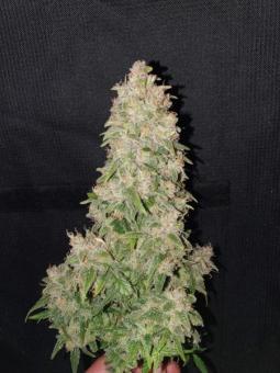 Crystal Candy XL Auto - картинка 4