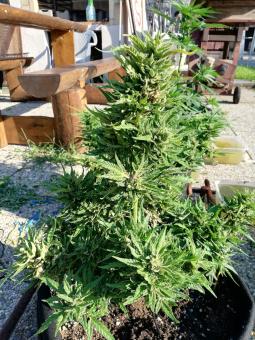 Auto Galaxy - картинка 1