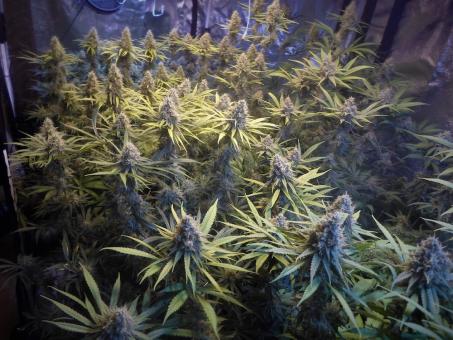 Auto Amnesia Gold - картинка 6