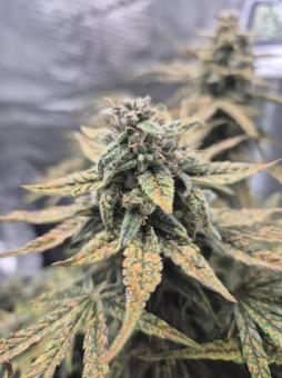 Northern Lights Auto - картинка 4