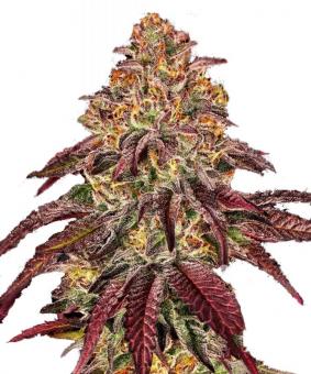 Mimosa x Orange Punch Auto - картинка 9