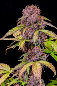 Lemon Cherry Cookies Auto - картинка 2
