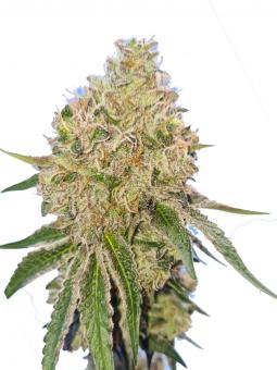 Wedding Gelato - картинка 1