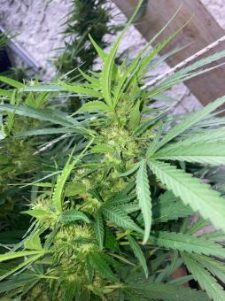 Rucu Cucu OG - картинка 4