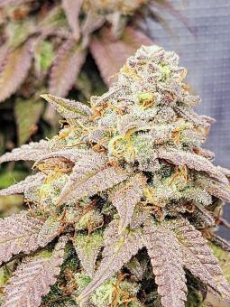 Sour Gorilla genetics - картинка 3