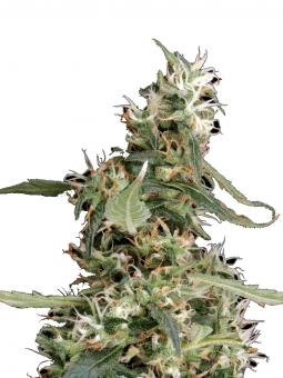 Arjan's Ultra Haze #1 - картинка 2