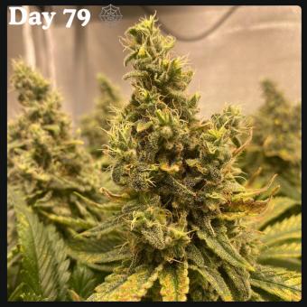 White Widow - картинка 1