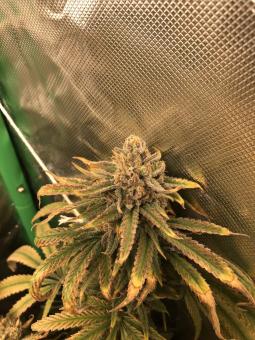 Wendy - картинка 2