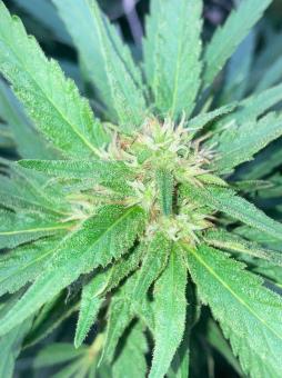 Rucu Cucu OG - картинка 6