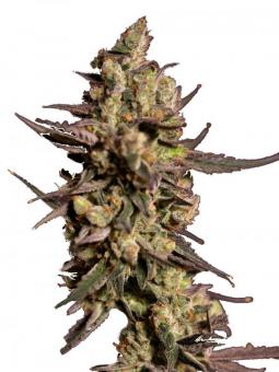 Washing Machine - картинка 1