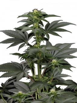 Mendocino Skunk - картинка 5