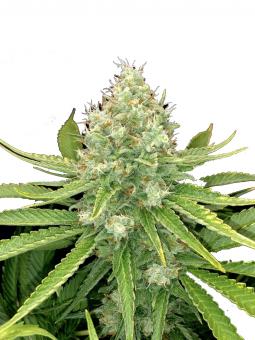 Royal Cookies Auto - картинка 1