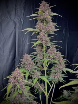 Banana Purple Punch Auto - картинка 3