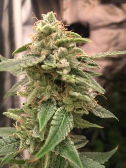 Orange Bud Auto - картинка 3