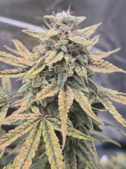 Northern Lights Auto - картинка 2