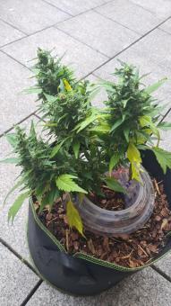 Auto CBG-Force - картинка 7