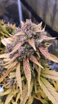 Sweet Skunk Auto - картинка 4