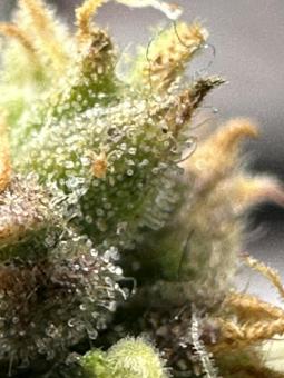 Auto Gorilla autofem (American Strains) - картинка 4